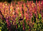 九游官网-威尔士横扫勒沃库森，内马尔成为关键先生，一场跨界的足球奇迹