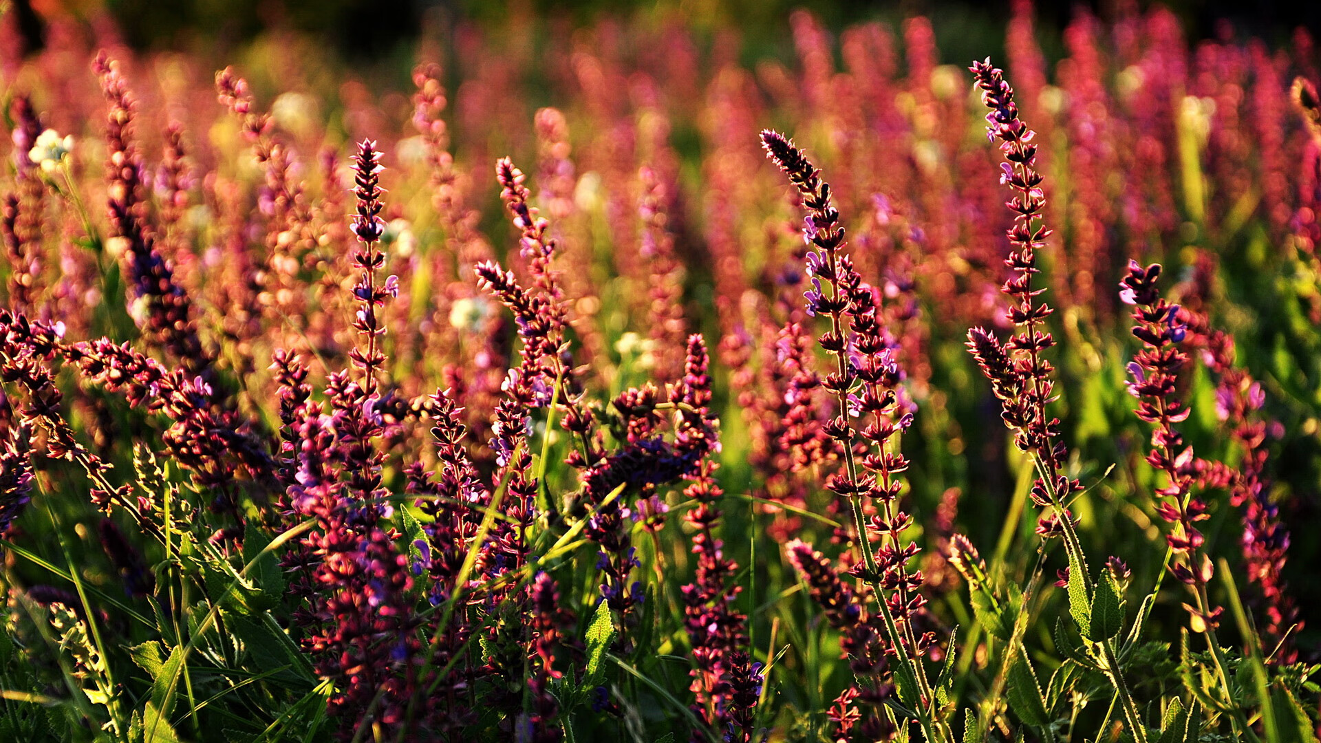 威尔士横扫勒沃库森,内马尔成为关键先生,一场跨界的足球奇迹